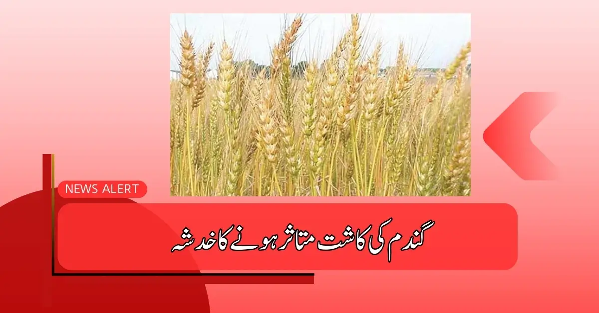 A Big Increase in the Prices of Fertilizers as the Sowing Process Wheat 